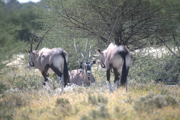 Oryx antelope standing in the desert  Wild African wildlife photo