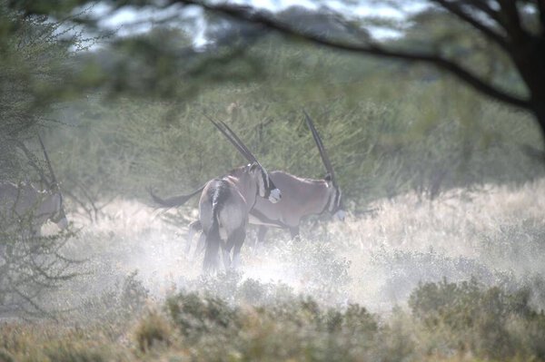 Oryx antelope standing in the desert  Wild African wildlife photo