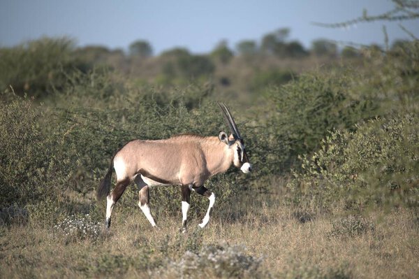 Oryx antelope standing in the desert  Wild African wildlife photo