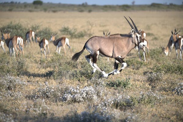 Oryx antelope standing in the desert  Wild African wildlife photo