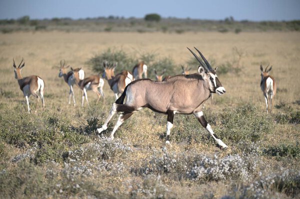 Oryx antelope standing in the desert  Wild African wildlife photo