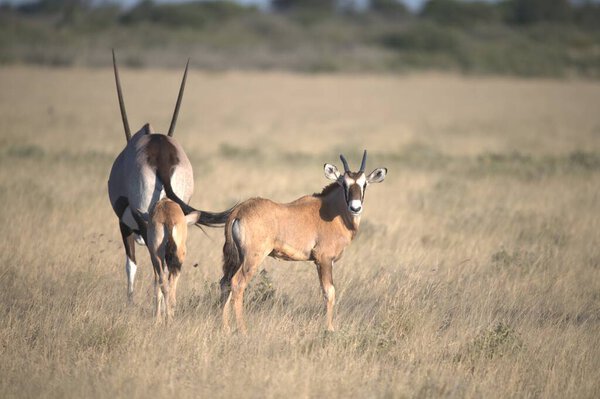 Oryx antelope standing in the desert  Wild African wildlife photo