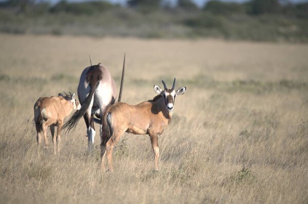 Oryx antelope standing in the desert  Wild African wildlife photo