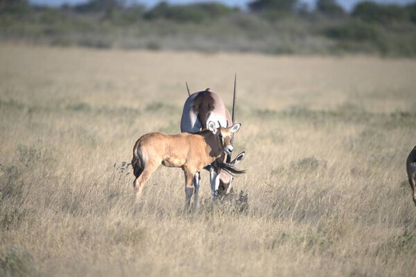 Oryx antelope standing in the desert  Wild African wildlife photo