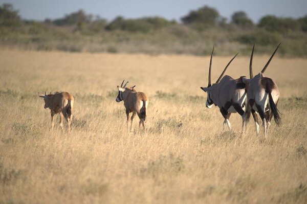 Oryx antelope standing in the desert  Wild African wildlife photo