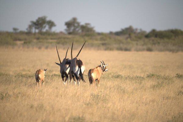 Oryx antelope standing in the desert  Wild African wildlife photo
