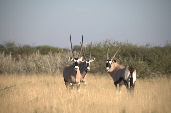 Oryx antelope standing in the desert  Wild African wildlife photo