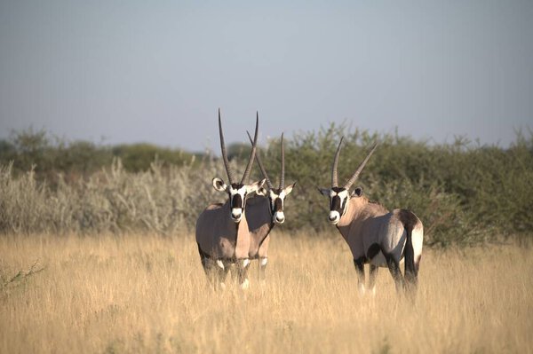 Oryx antelope standing in the desert  Wild African wildlife photo
