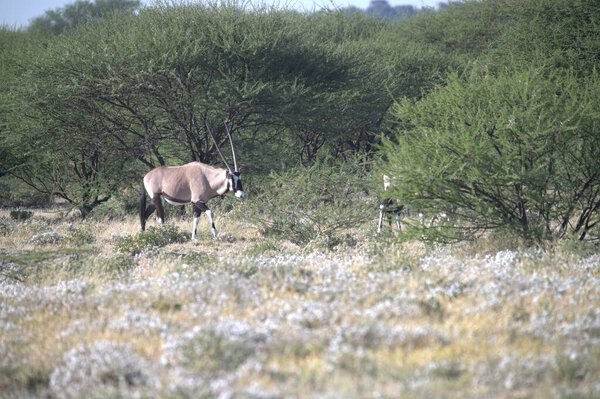 Oryx antelope standing in the desert  Wild African wildlife photo