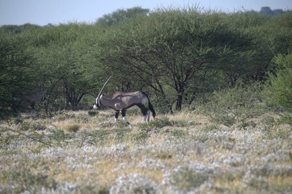 Oryx antelope standing in the desert  Wild African wildlife photo