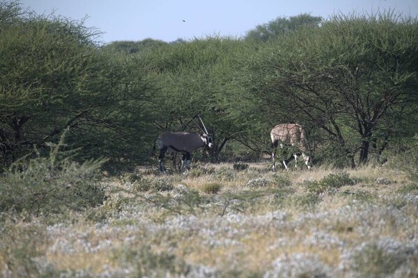 Oryx antelope standing in the desert  Wild African wildlife photo
