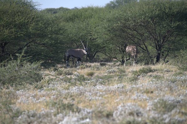 Oryx antelope standing in the desert  Wild African wildlife photo