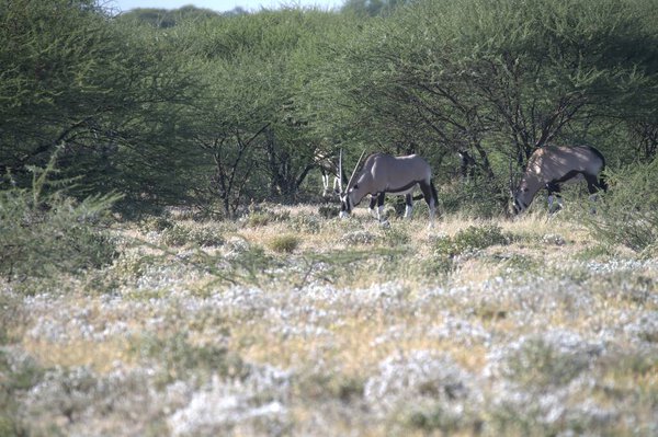 Oryx antelope standing in the desert  Wild African wildlife photo