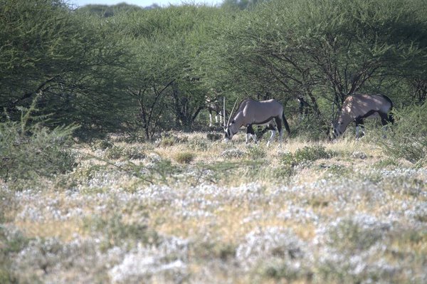 Oryx antelope standing in the desert  Wild African wildlife photo
