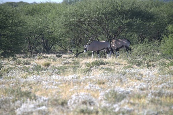 Oryx antelope standing in the desert  Wild African wildlife photo