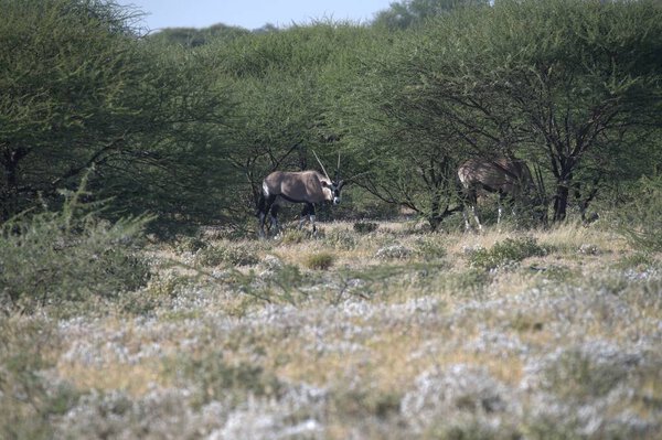 Oryx antelope standing in the desert  Wild African wildlife photo