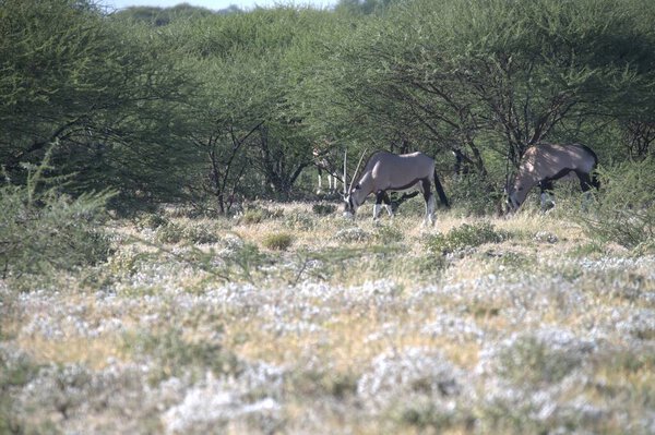 Oryx antelope standing in the desert  Wild African wildlife photo