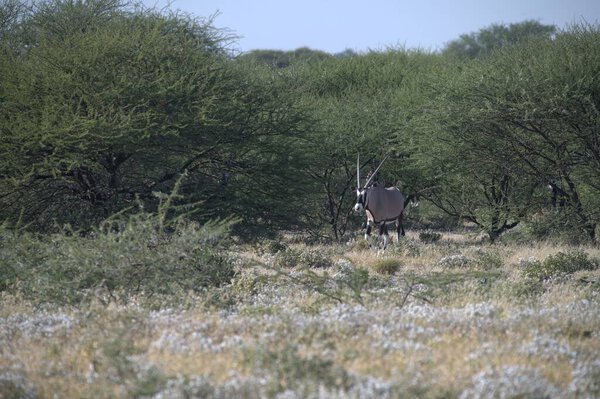 Oryx antelope standing in the desert  Wild African wildlife photo