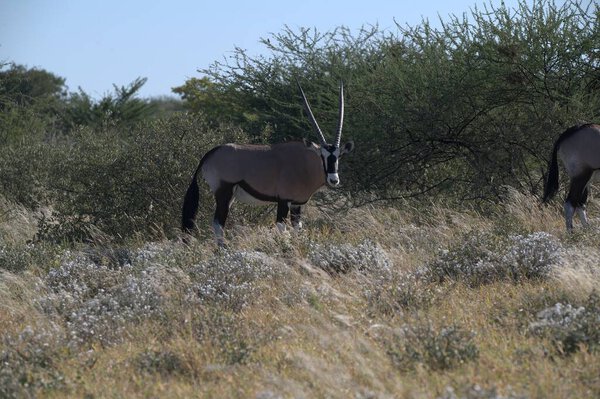 Oryx antelope standing in the desert  Wild African wildlife photo