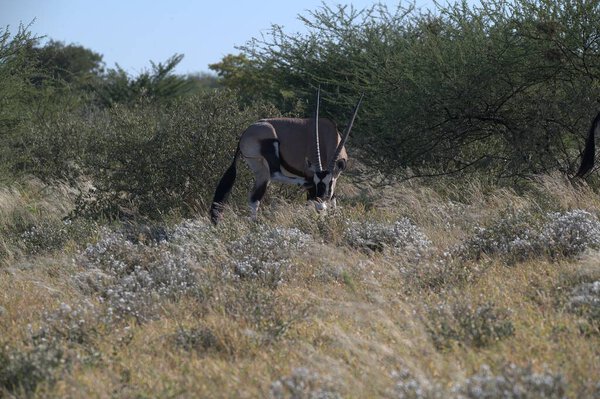 Oryx antelope standing in the desert  Wild African wildlife photo