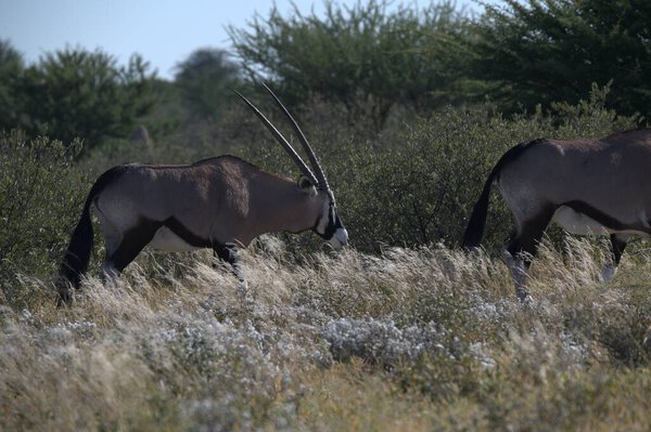 Oryx antelope standing in the desert  Wild African wildlife photo
