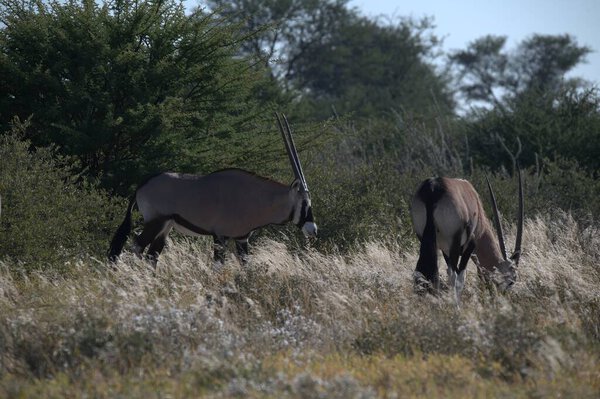 Oryx antelope standing in the desert  Wild African wildlife photo