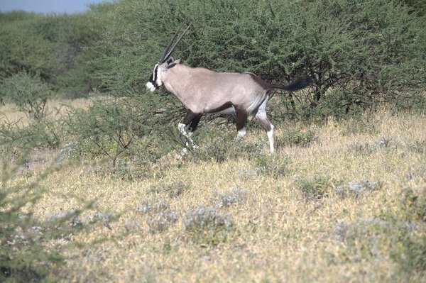 Oryx antelope standing in the desert  Wild African wildlife photo