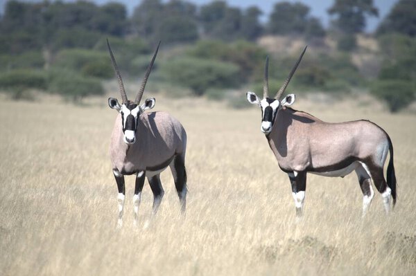 Oryx antelope standing in the desert  Wild African wildlife photo