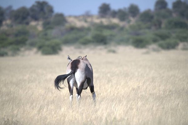 Oryx antelope standing in the desert  Wild African wildlife photo