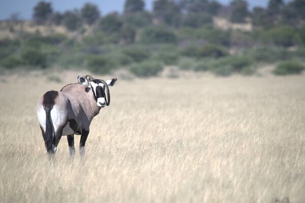 Oryx antelope standing in the desert  Wild African wildlife photo