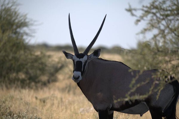 Oryx antelope standing in the desert  Wild African wildlife photo