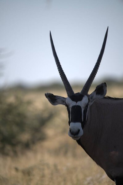 Oryx antelope standing in the desert  Wild African wildlife photo