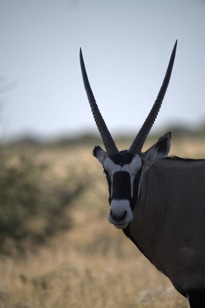 Oryx antelope standing in the desert  Wild African wildlife photo