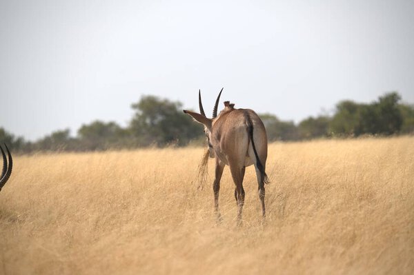 Oryx antelope standing in the desert  Wild African wildlife photo