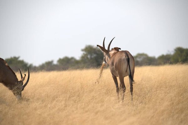 Oryx antelope standing in the desert  Wild African wildlife photo