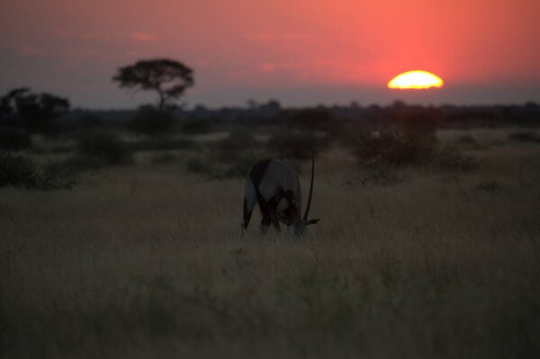 Oryx antelope standing in the desert  Wild African wildlife photo