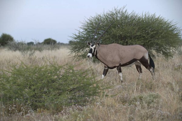 Oryx antelope standing in the desert  Wild African wildlife photo