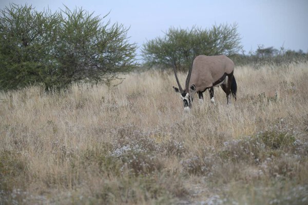 Oryx antelope standing in the desert  Wild African wildlife photo