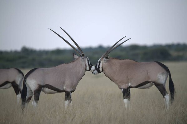 Oryx antelope standing in the desert  Wild African wildlife photo