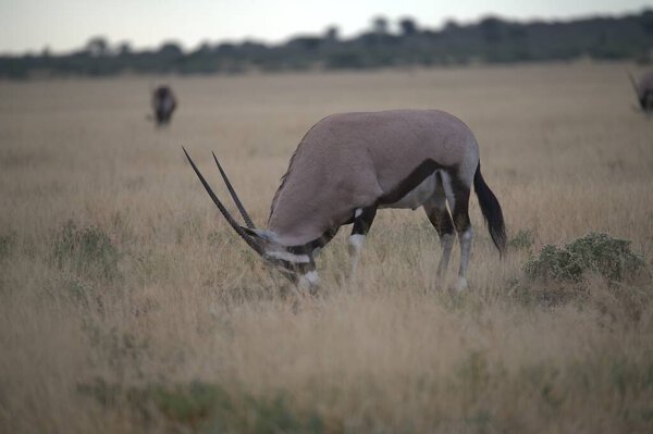 Oryx antelope standing in the desert  Wild African wildlife photo