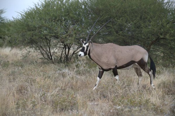 a closeup shot of a male antelope in the grass
