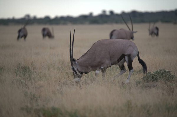 a large white wildebeest in the grass