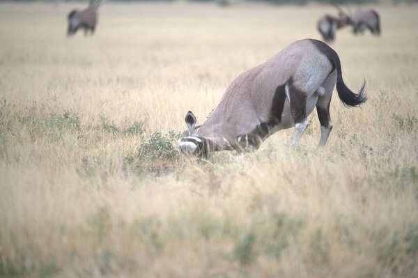 wild antelope animal in kenya