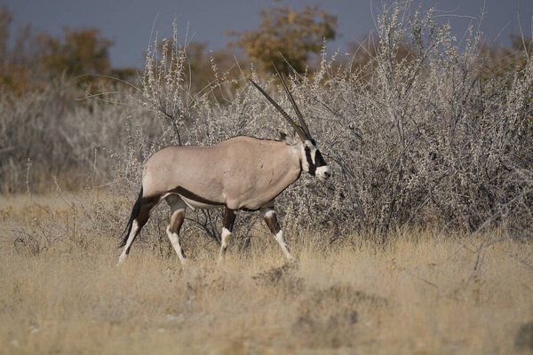 wild bull in the nature