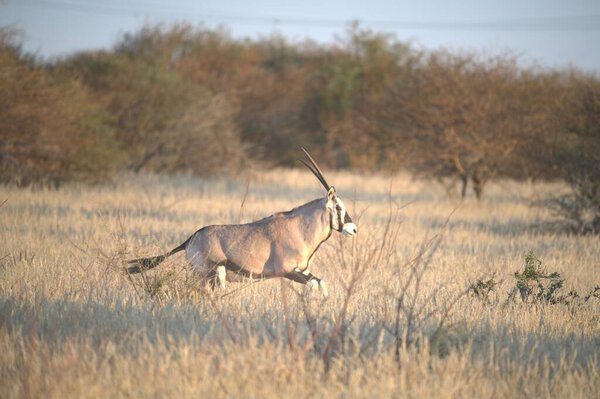 Oryx antelope standing in the desert  Wild African wildlife photo