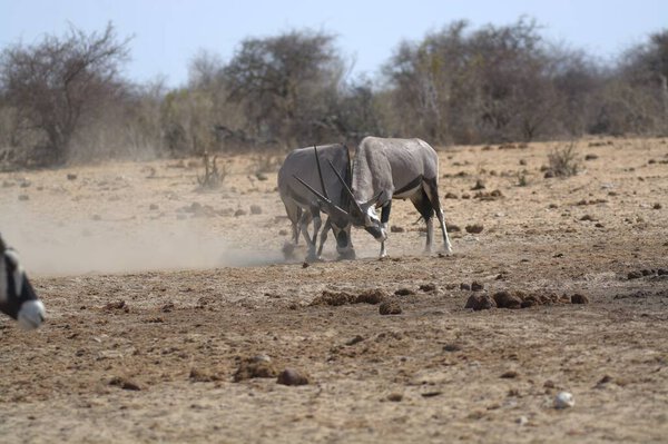 Oryx antelope standing in the desert  Wild African wildlife photo