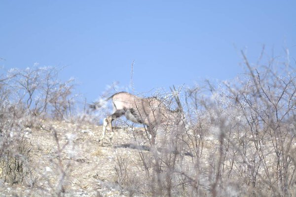 Oryx antelope standing in the desert  Wild African wildlife photo