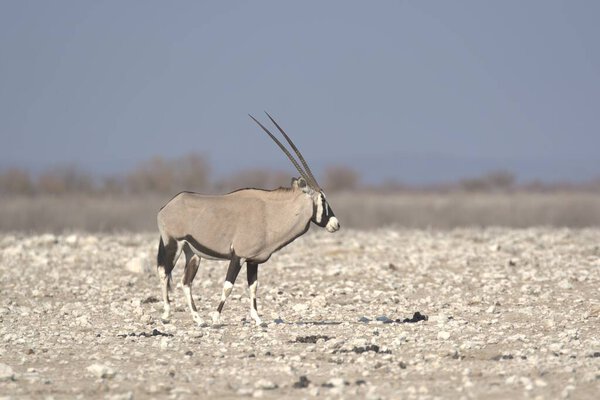 Oryx antelope standing in the desert  Wild African wildlife photo
