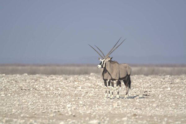 Oryx antelope standing in the desert  Wild African wildlife photo