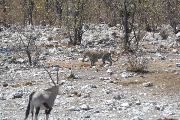 Oryx antelope standing in the desert  Wild African wildlife photo